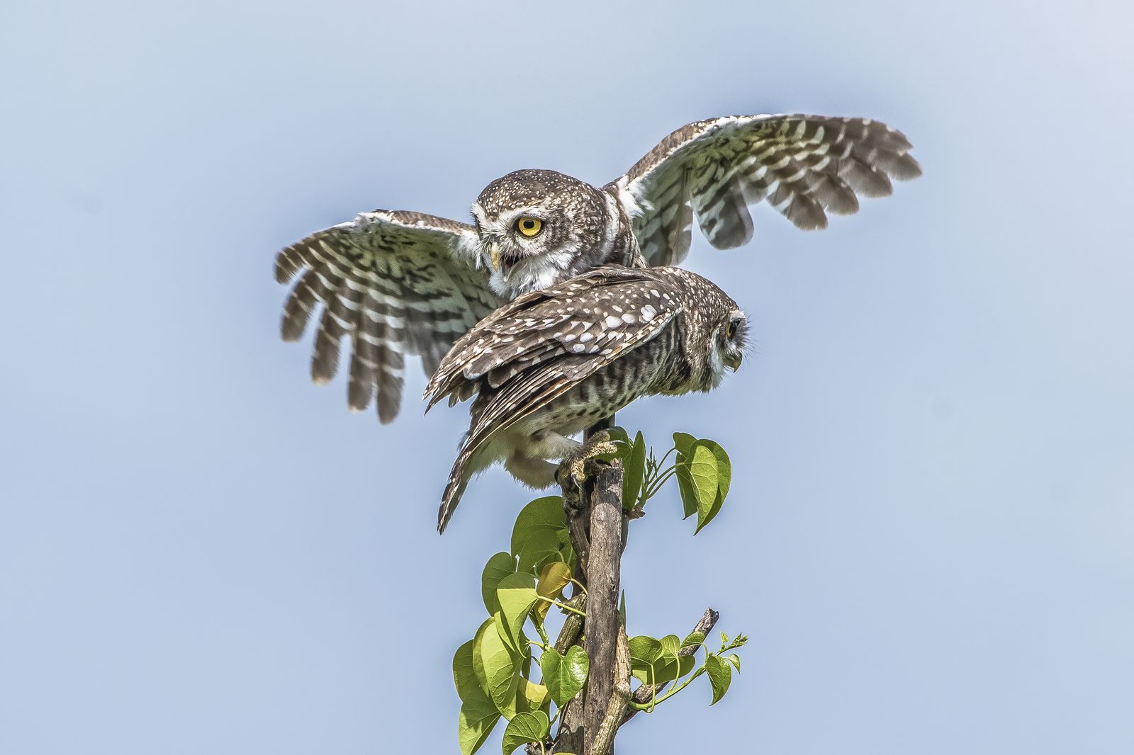Spotted owlet (3)